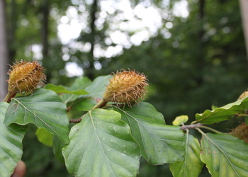 Rot-Buche (Fagus sylvatica) - © Philipp Sengl